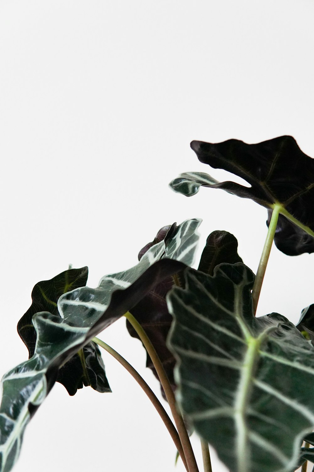 a plant with large green leaves on a white background