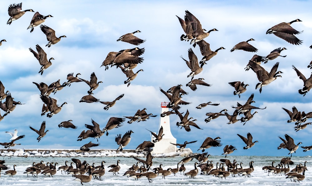 a flock of birds flying over a lighthouse
