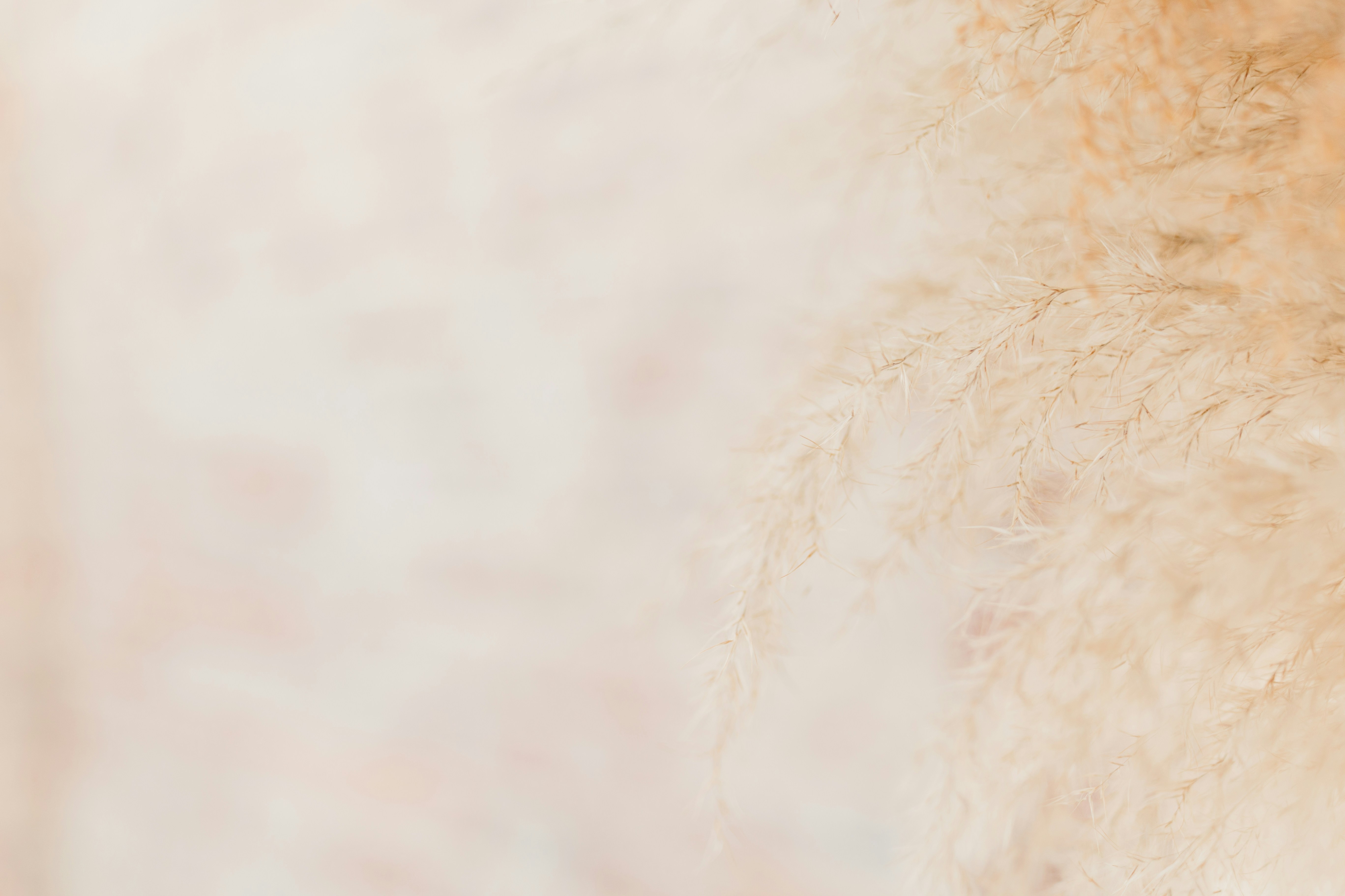 White fur texture background