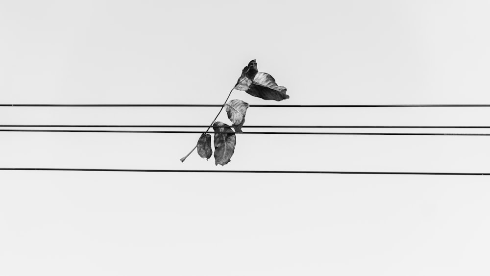 a pair of birds sitting on top of power lines