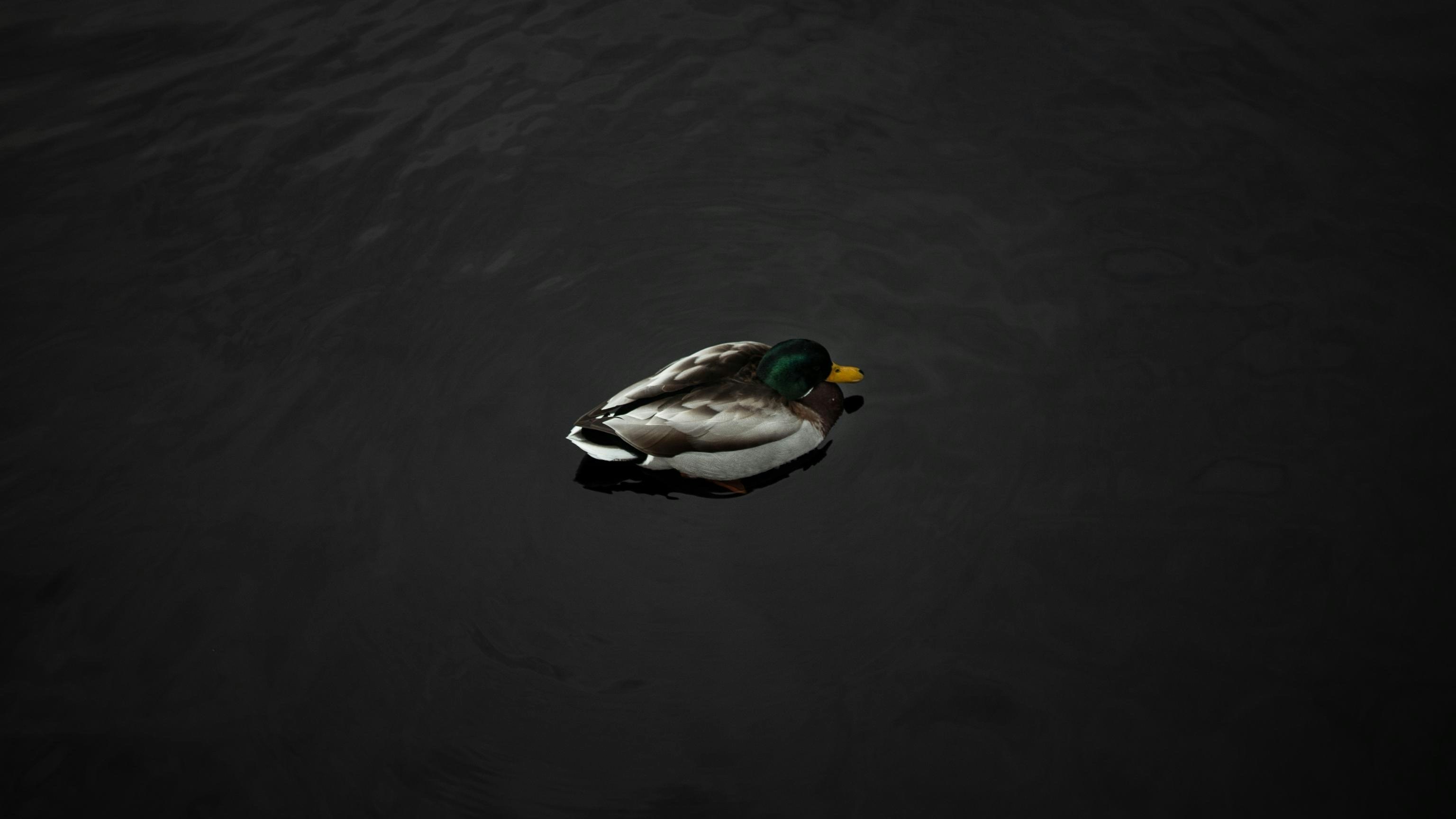 a duck floating on top of a body of water