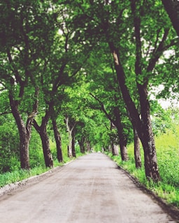 A peaceful dirt road lined with compacted gravel and green trees under a bright blue sky at Lotes Campestres La Pujanza