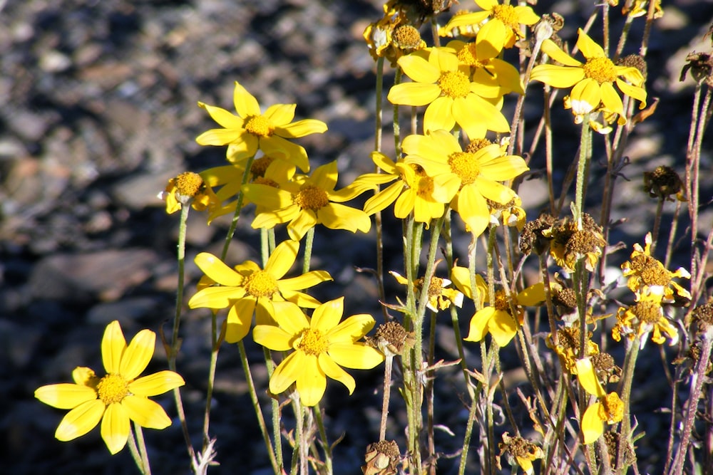 a bunch of yellow flowers in a field