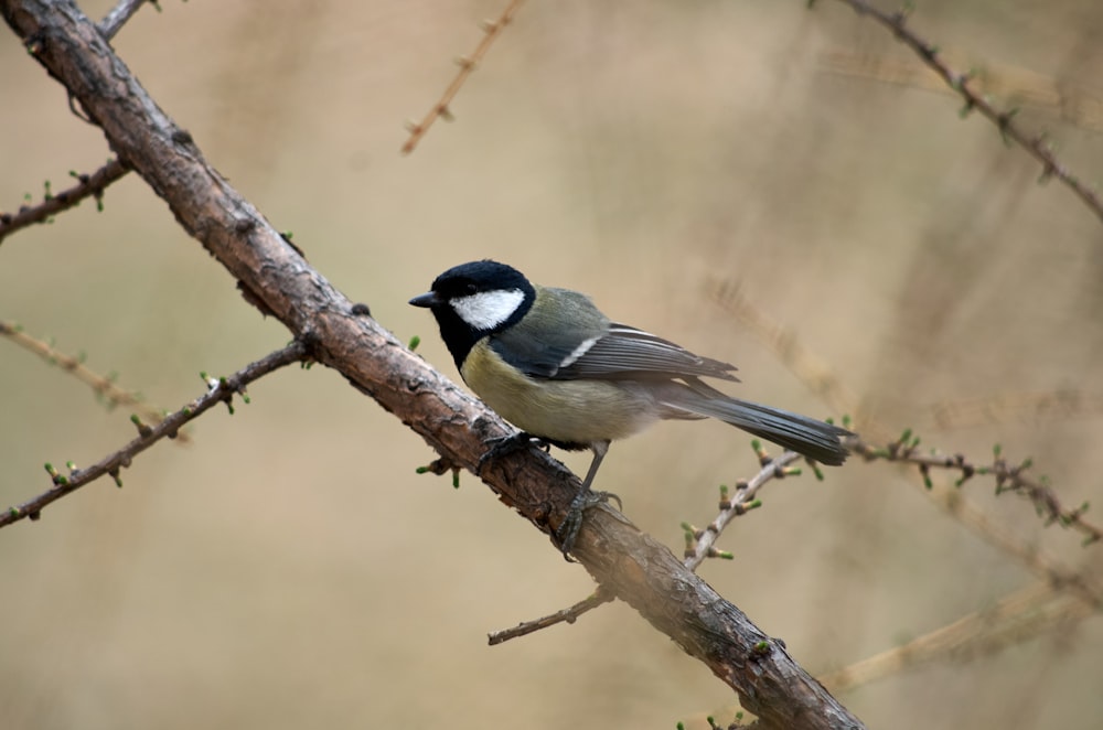 a small bird perched on a tree branch