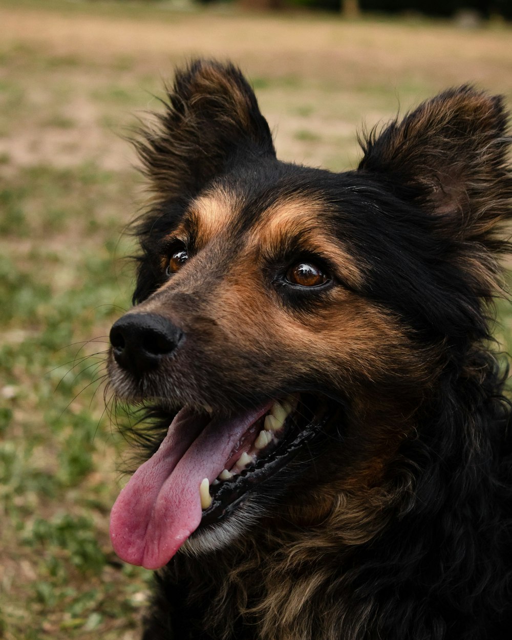 a close up of a dog with its tongue out