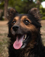 a close up of a dog with its tongue out