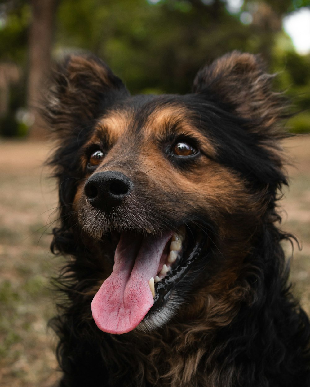 a close up of a dog with its tongue out