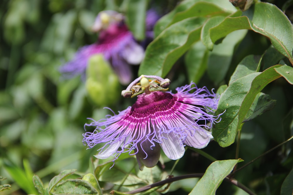 a close up of a purple flower with green leaves