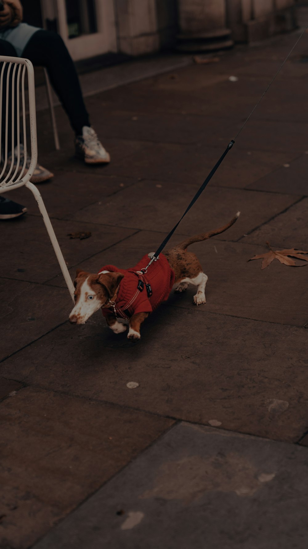 a brown and white dog wearing a red jacket on a leash