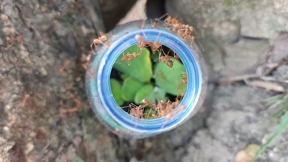 a group of ants crawling inside of a water bottle