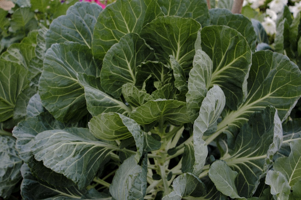 a close up of a plant with many leaves