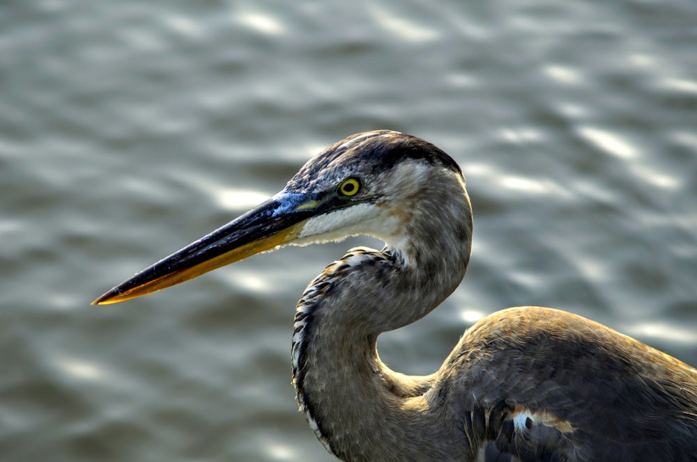 um close up de um pássaro perto de um corpo de água