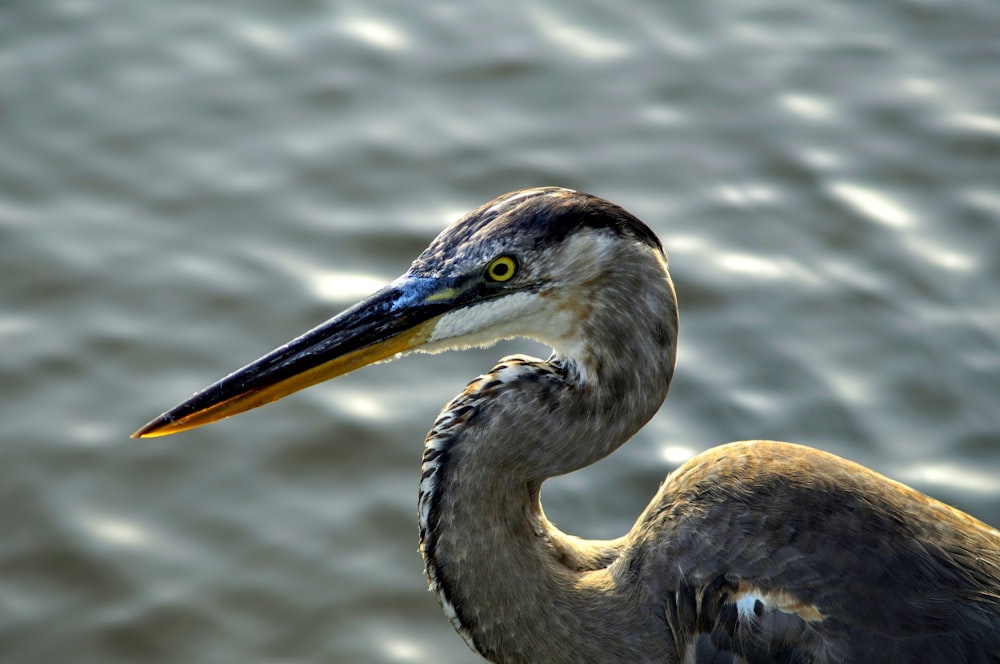 a close up of a bird near a body of water