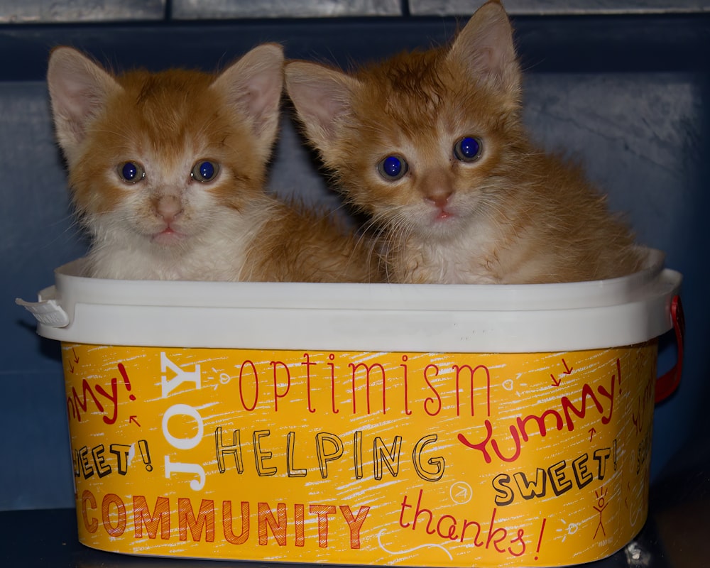 two orange kittens sitting in a yellow container