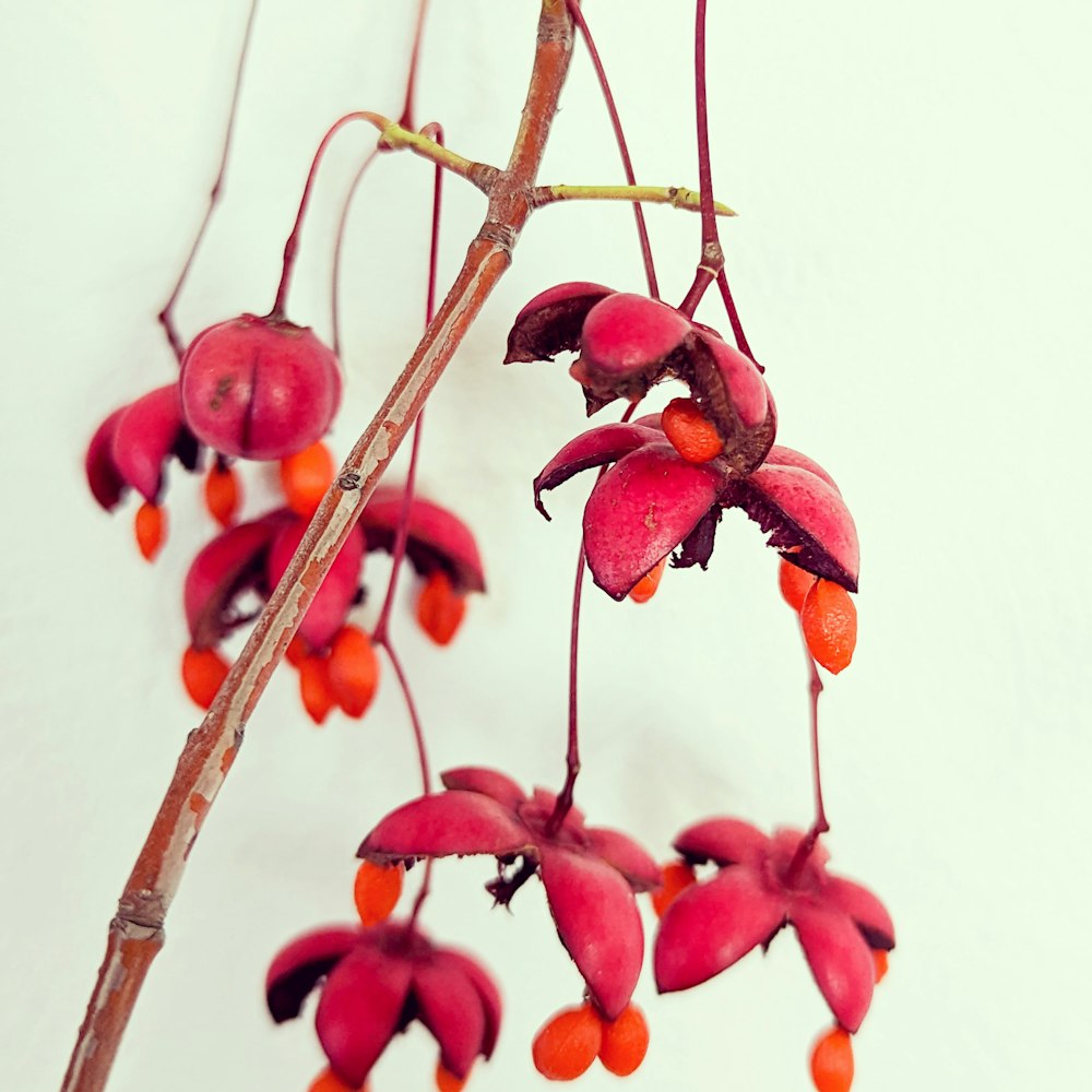 a close up of a plant with red flowers