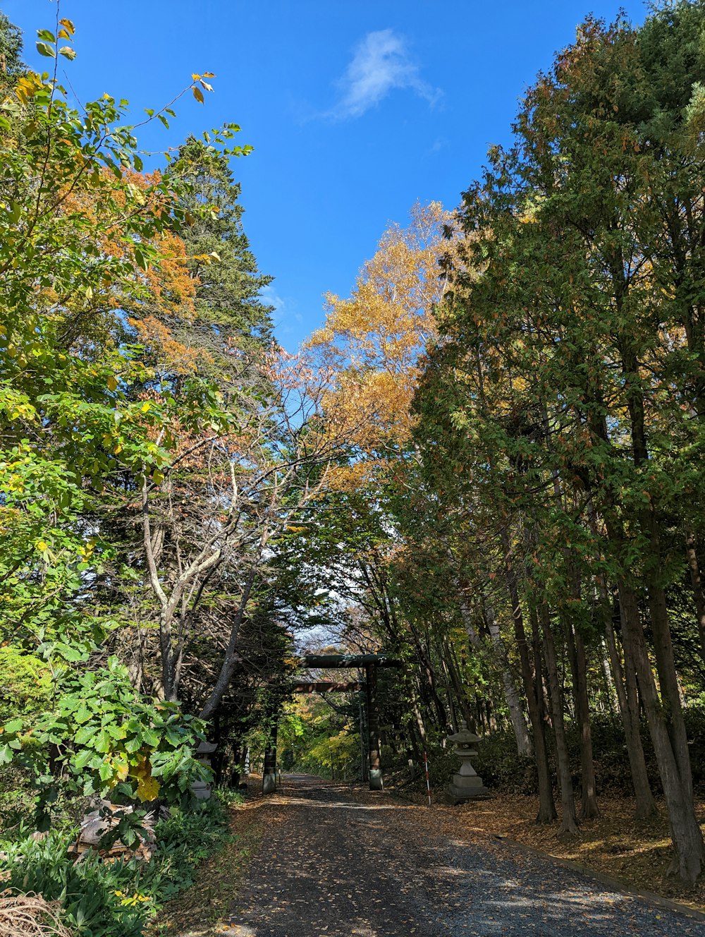 a dirt road surrounded by lots of trees