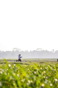 A farmer harvesting spices in a lush green field under a clear blue sky.