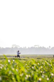 A person is working in a lush green field, surrounded by crops. The sky is bright and clear, with trees visible in the distant background. The atmosphere looks peaceful and natural.