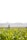 A farmer inspecting crops in a lush green field under clear skies.