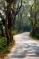 A winding pathway through the plantation lined with tall shade trees.