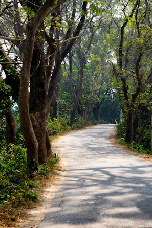A winding pathway through the plantation lined with tall shade trees.