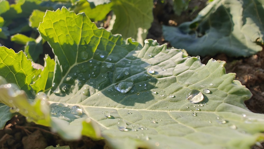 a green leaf with drops of water on it