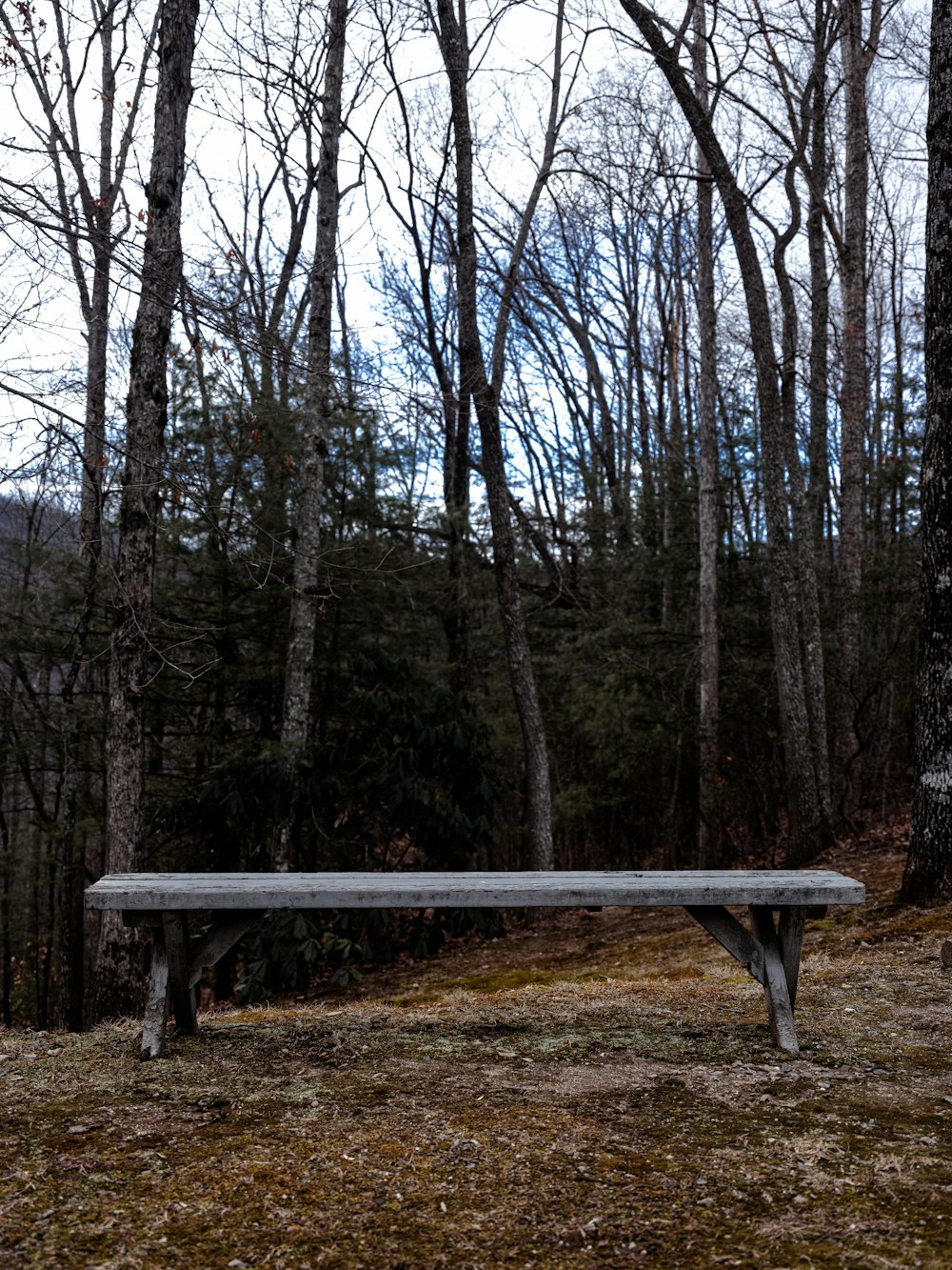 a bench sitting in the middle of a forest