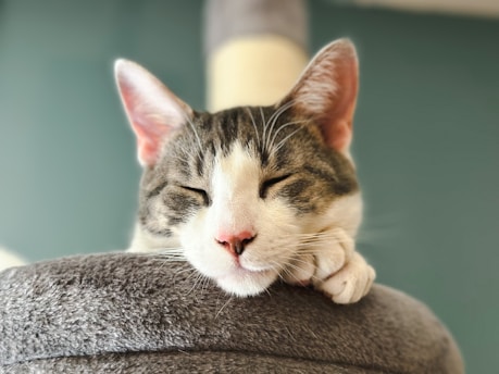 a cat is sleeping on top of a cat tower