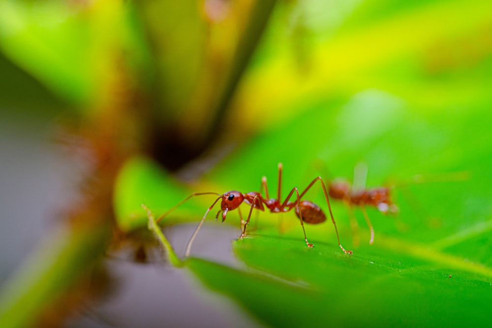 um close up de um pequeno inseto vermelho em uma folha verde