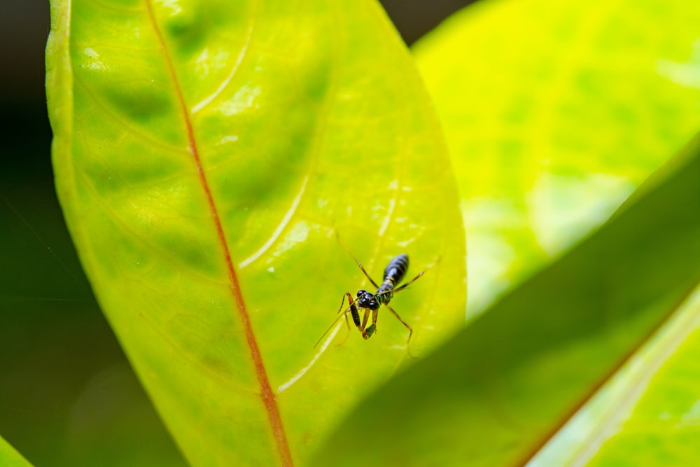 a couple of flies sitting on top of a green leaf