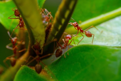 a group of red ants standing on top of a green leaf