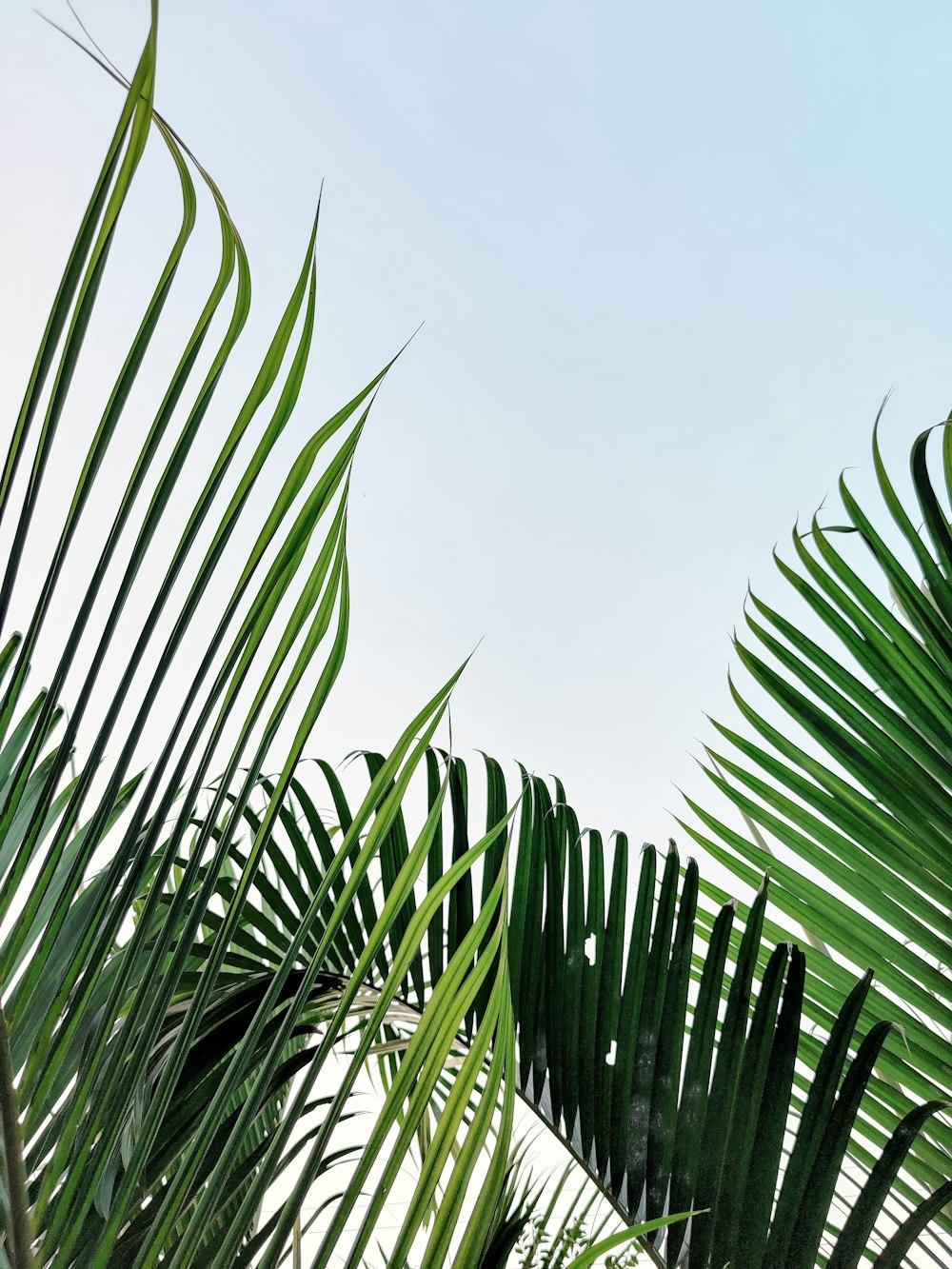 a close up of a palm tree with a blue sky in the background