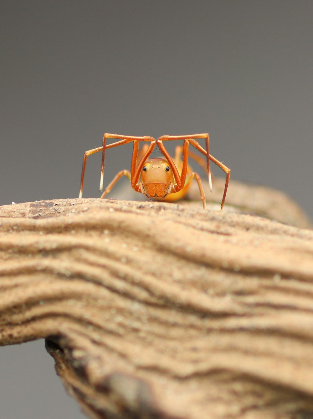 a small orange spider sitting on top of a piece of wood