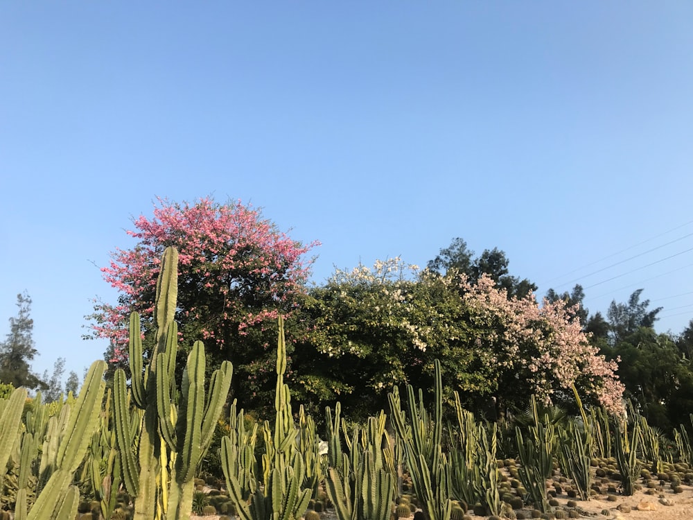 a bunch of cactus plants in a field