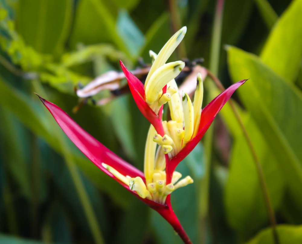 a red and yellow flower with green leaves in the background