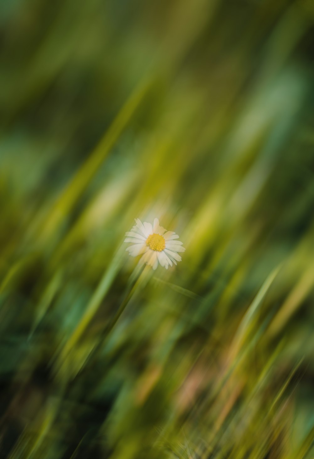 a blurry photo of a white flower with a yellow center