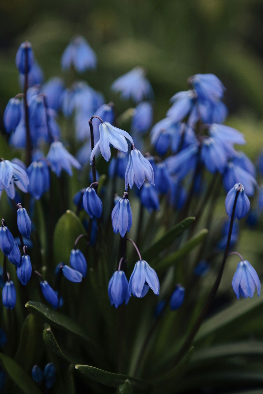 a bunch of blue flowers with green leaves