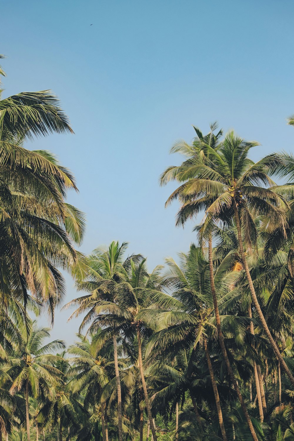 a group of palm trees with a blue sky in the background