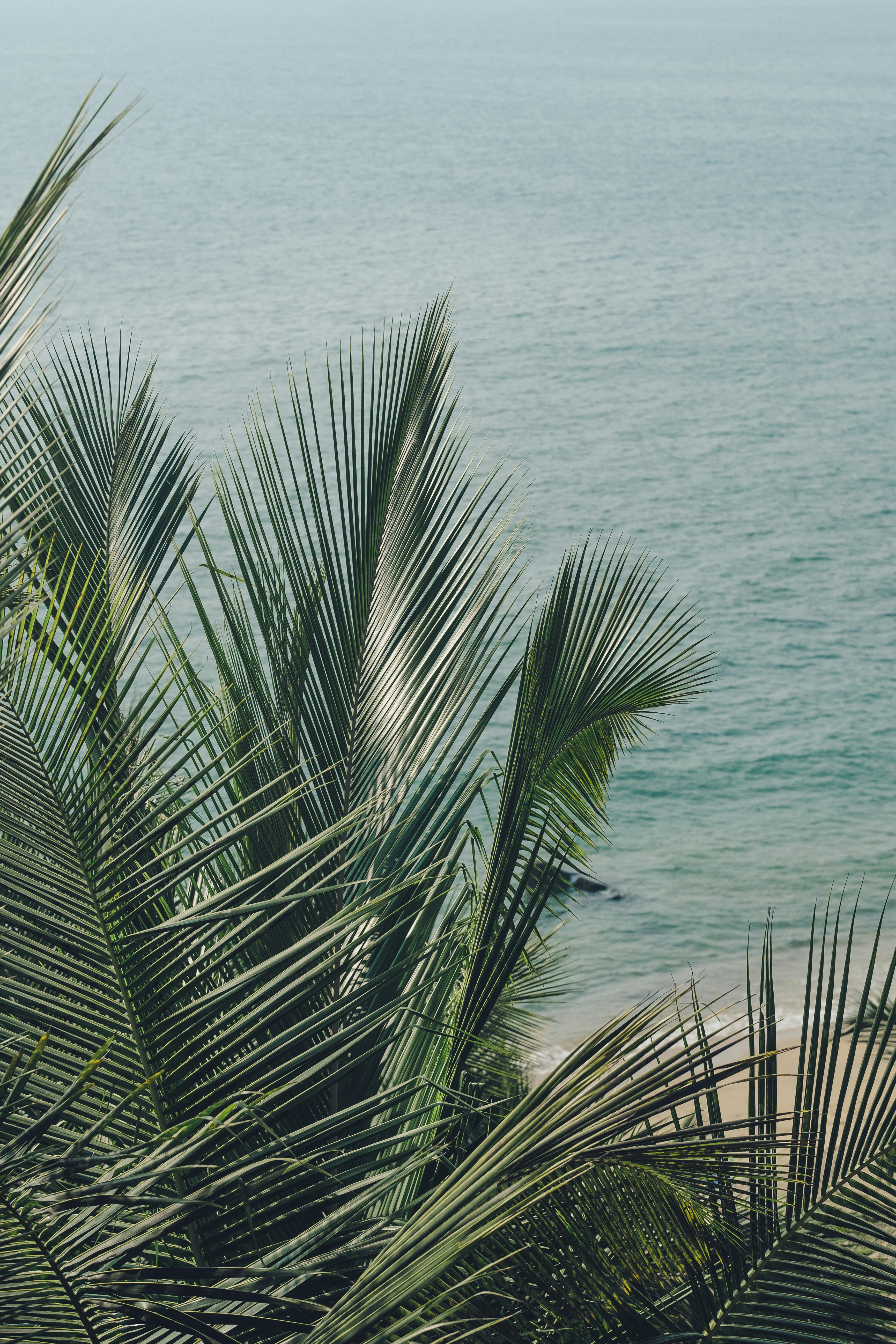 A view of a beach with palm trees and the ocean in the background ...