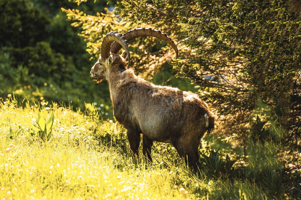 a ram standing in a grassy field next to trees