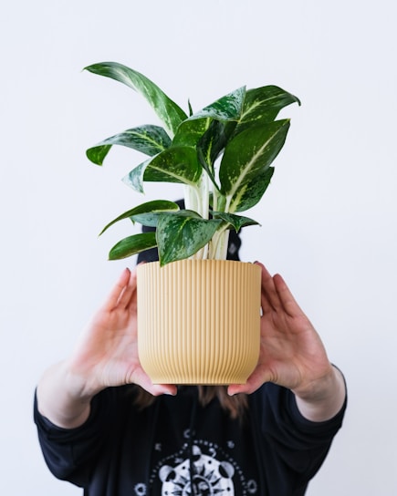 A person holds a small decorative green plant with variegated leaves in a ribbed, light brown pot against a plain background. The focus is on the plant, showcasing its lush foliage.