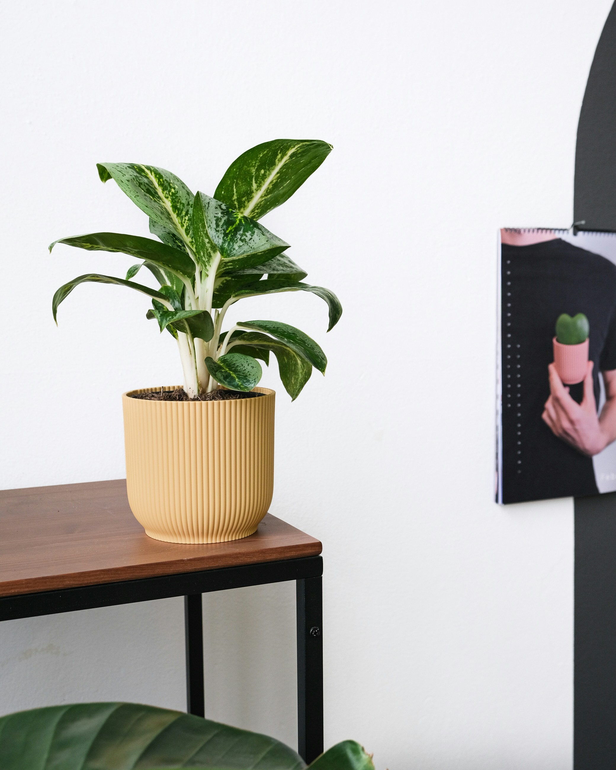 Contoh Rental Tanaman Aglaonema