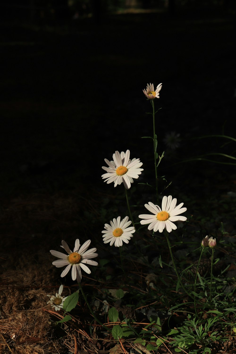 a group of daisies in a field at night