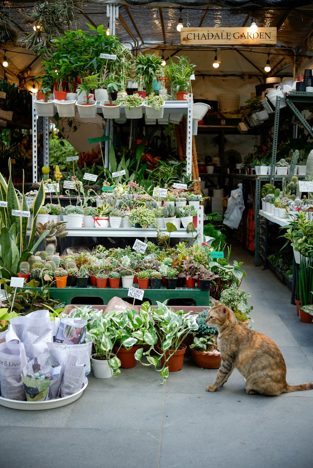 a cat sitting in front of a bunch of plants