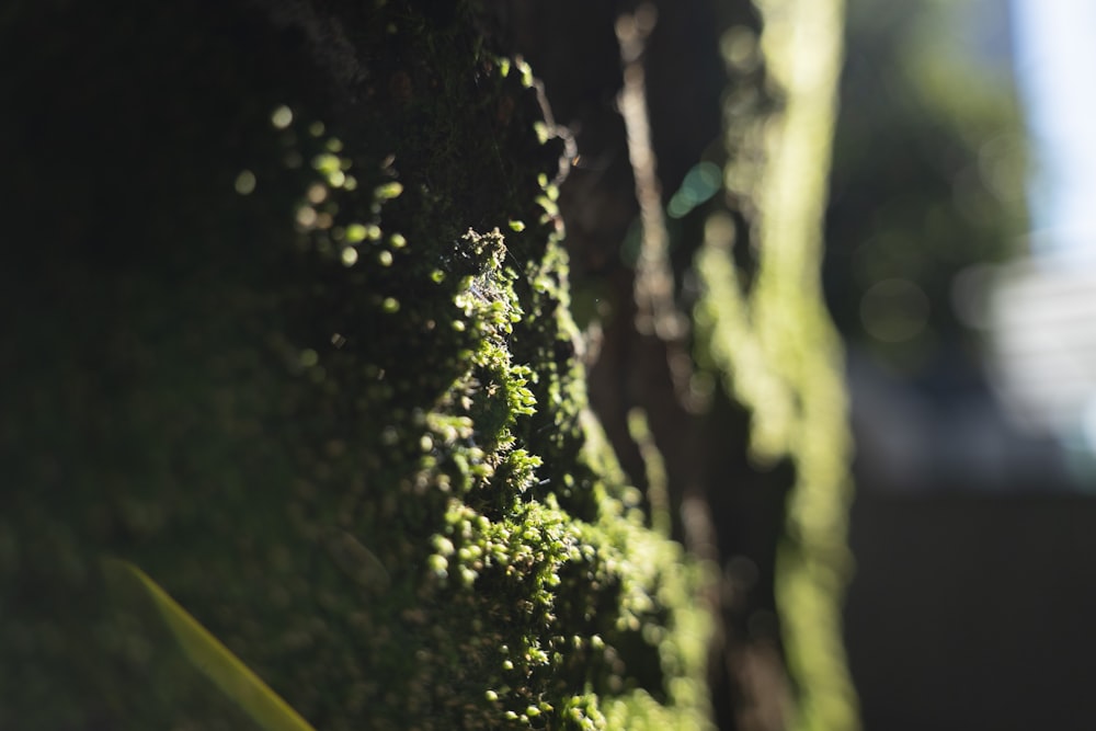 a close up of moss growing on a tree