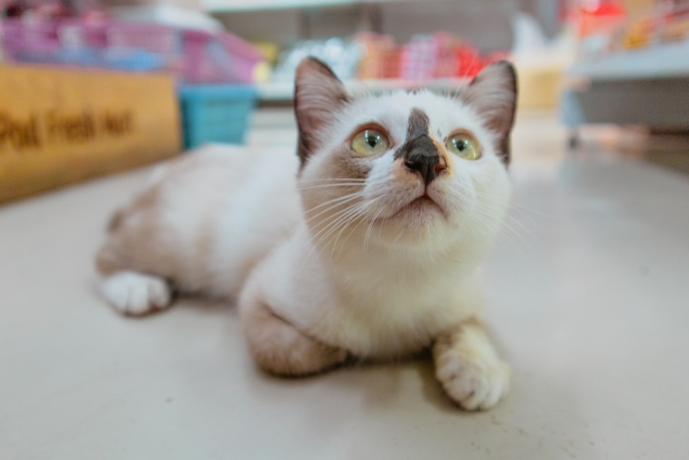 a white and gray cat laying on a table