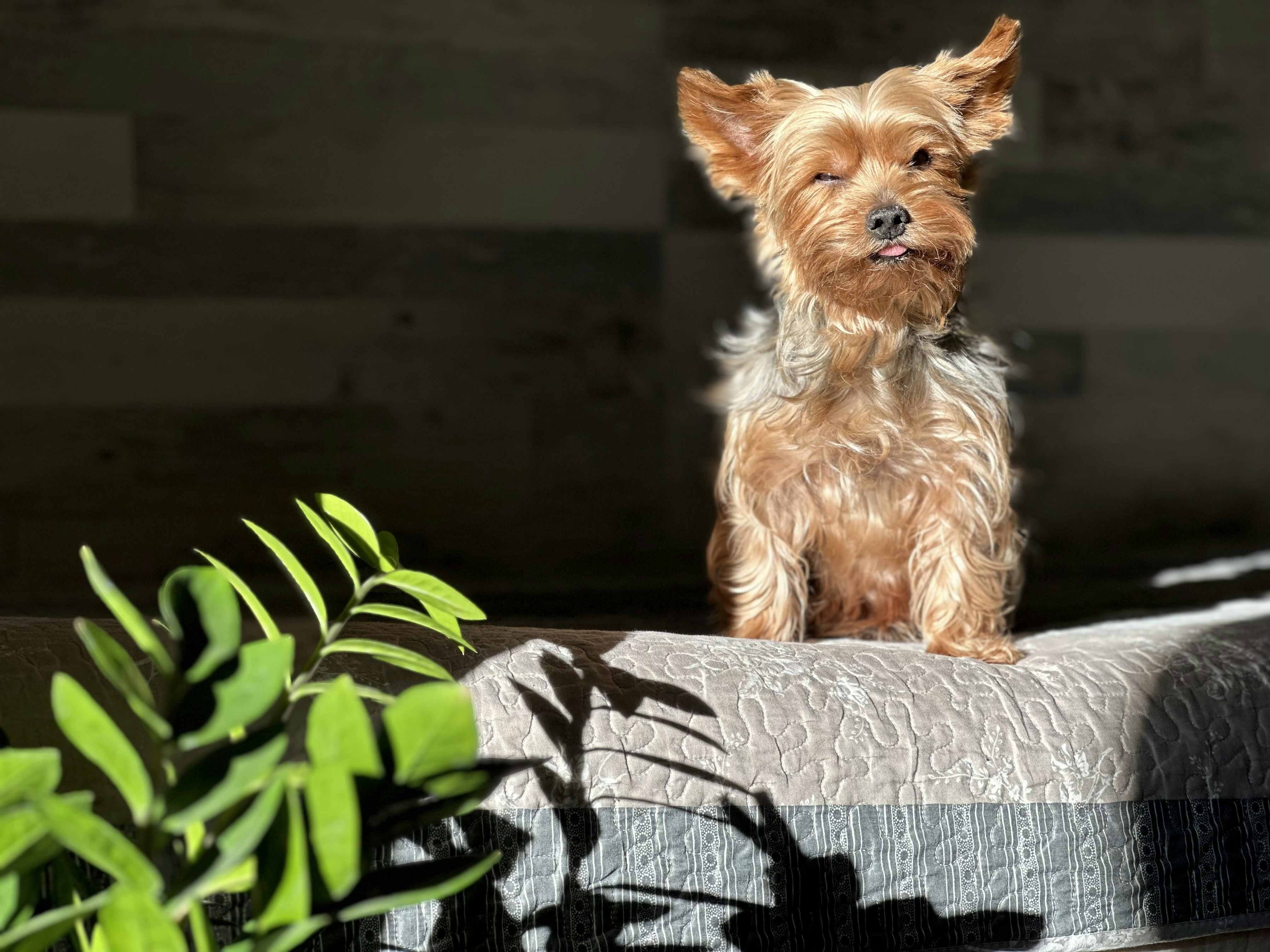 a small brown dog sitting on top of a wooden bench