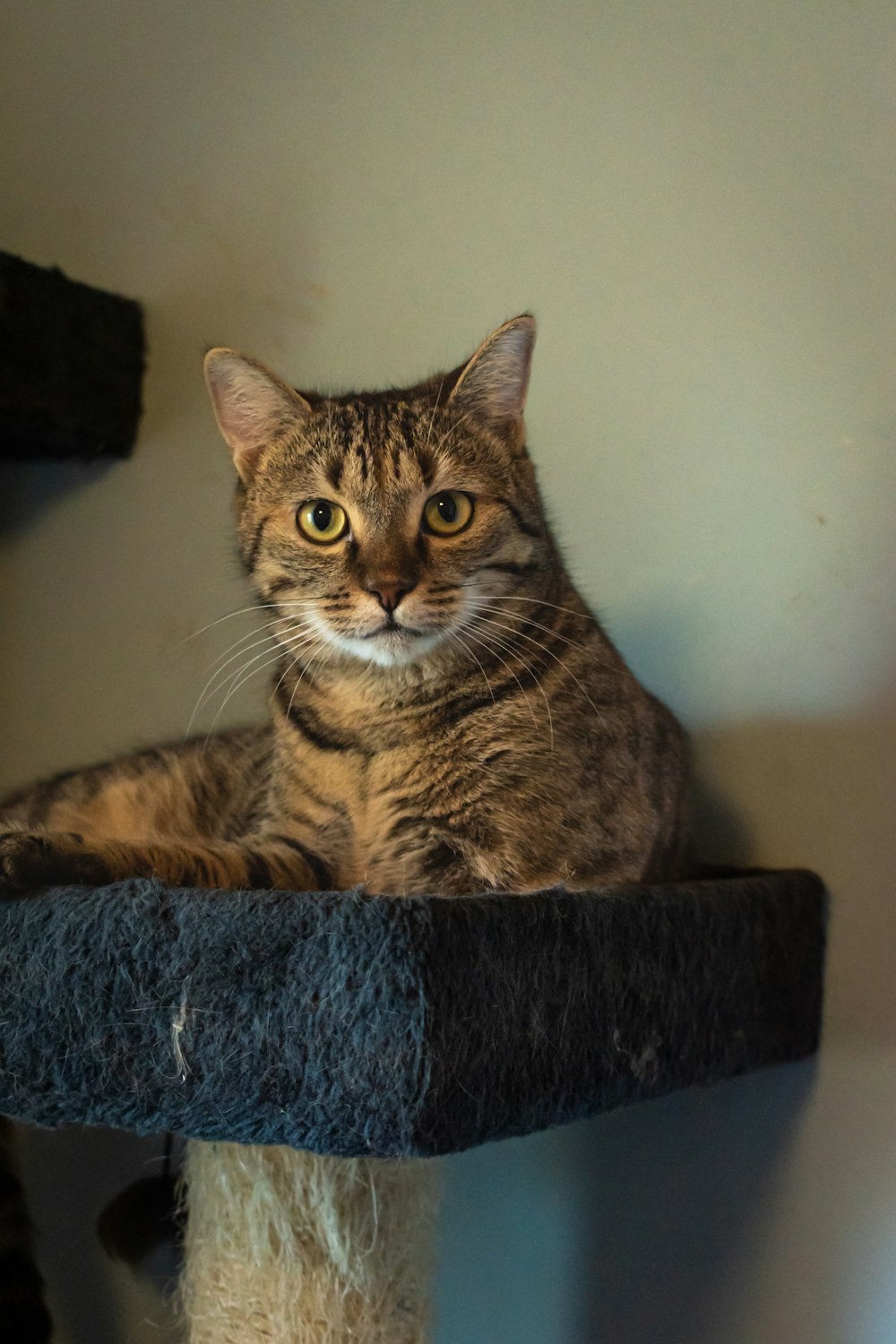 a cat sitting on top of a cat tree