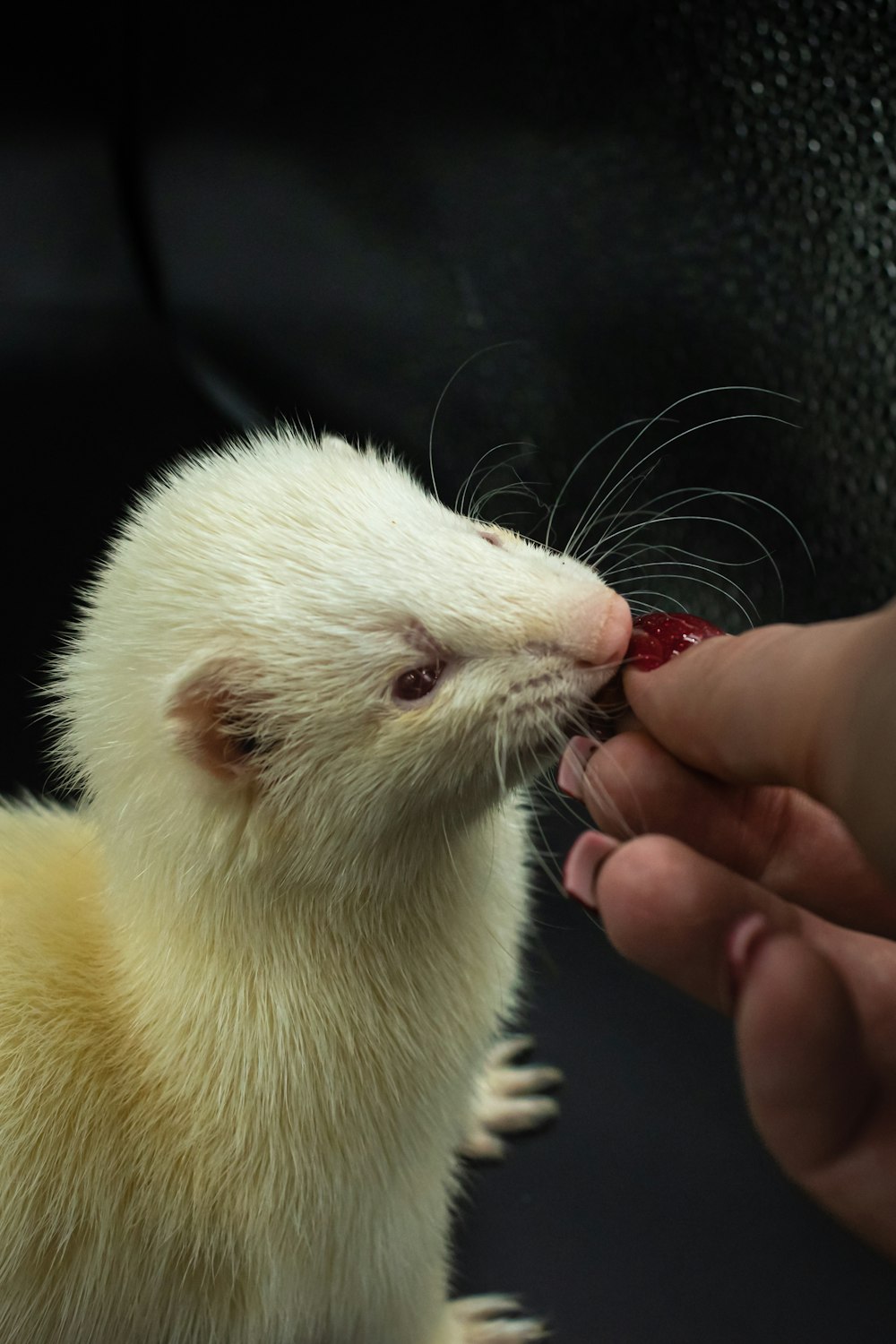 a person feeding a ferret a piece of fruit