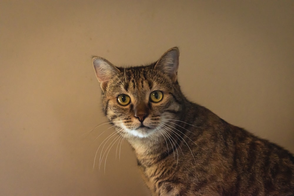 a cat sitting on top of a table next to a wall